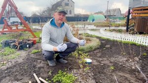 Посадка и уход за кустами жимолости