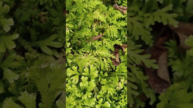 Ferns, Selaginella Kraussian, Peacock Fern