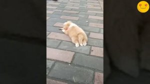 Cмешные животные 2021/ приколы с животными приколы лучшие до слез январь 2021