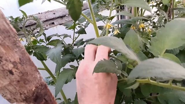 Томат в парнике. Высокорослые, полувысокорослые.