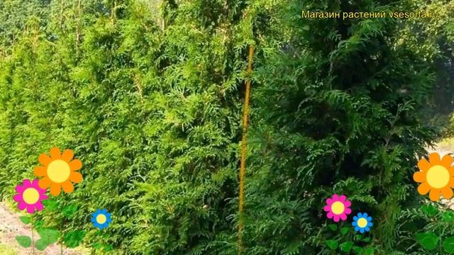 Туя складчатая Эксцельса. Краткий обзор, описание характеристик thuja plicata Excelsa