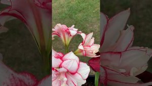 Rachel Maguire Amaryllis Hippeastrum