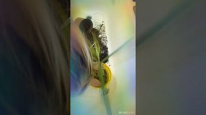 Как пересадить драцену, которую пожевала кошечка.