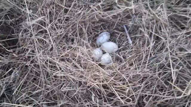 Гусыня свила гнездо смотреть онлайн