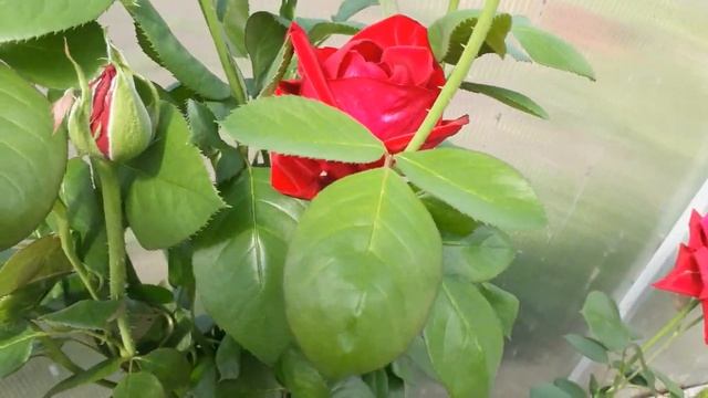 #rose #дача #роза / Классическая чайно-гибридная роза Дам де Кёр.(лат.rosa Dame de Coeur). Обзор смотреть онлайн