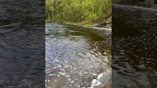 Семга, рыбалка на семгу, Кольский полуостров, Мурманская обл. Семга 7 кг!!!