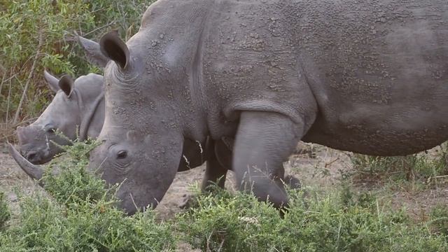 A Big 5 Safari in Kruger National Park смотреть онлайн