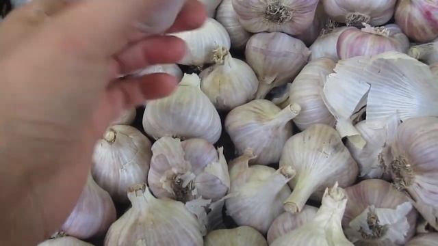 Как мы продавали чеснок. Сколько и какого чеснока будем сажать. И еще о чесноке.