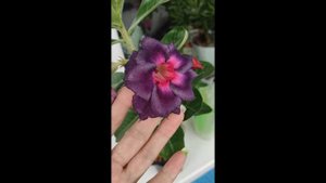 #адениум МАДАМ БАТТЕРФЛЯЙ #bonsai #adenium