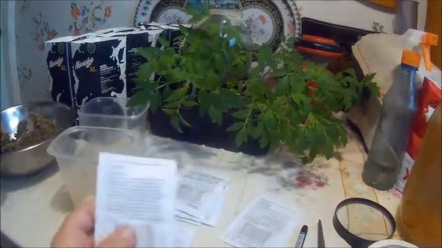 выращивание укропа на севере дача под Архангельском