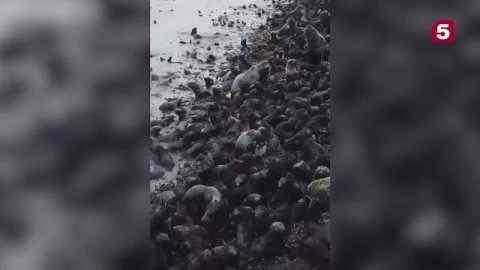 На Сахалине сняли на видео множество морских котиков, которых бросили матери.
