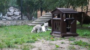 Белая тигрица с тигренком в Новосибирском зоопарке