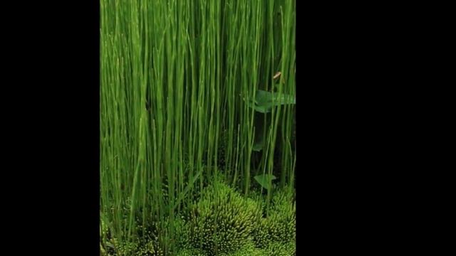 Bonsai Garden : Clippings from Kyukaen - In the Rainy Season