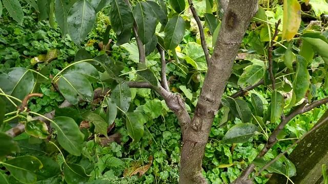 груша "Кавказ" смотреть онлайн