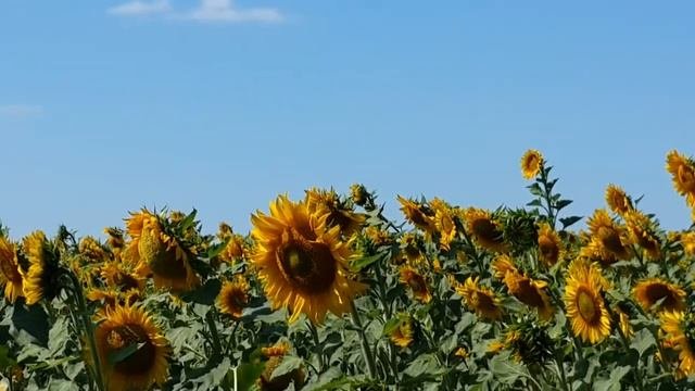 Поле и подсолнечник. Семечки из подсолнечника