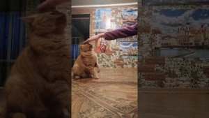 Кот показывает кто в доме хозяин