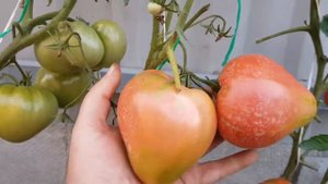 Томат Нонна М 13.08.22