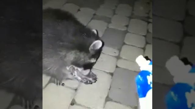 Наши сладкоешки из леса Джанхот 4 августа 2018 смотреть онлайн