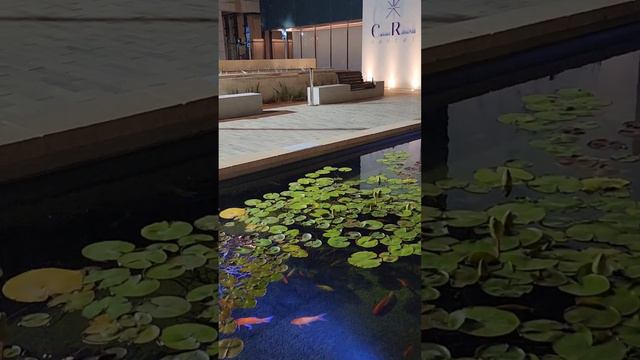 30 августа 2023 года Голубая луна раз в 20 летие смотреть онлайн