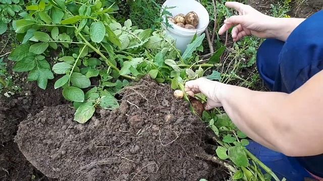 СВЕЖИЙ УРОЖАЙ КАРТОФЕЛЯ /ЧТО СКРЫВАЕТ КУСТ? смотреть онлайн