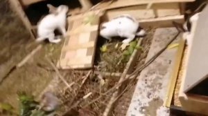 НАШИ УШАСТИКИ, КРОЛИКИ БАБОЧКА, 4 МЕСЯЦА,