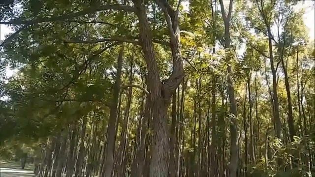 Промышленный сертифицированный лес Американского Черного ореха смотреть онлайн