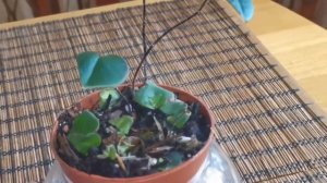 Хемионитис (Hemionitis) -  сердечный папоротник, знакомство