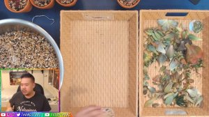 Let's Plant Succulents #7