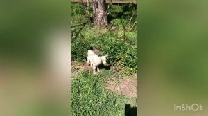 Потеряла младших козлят