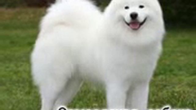 Самые красивые в мире собаки! 25 видов смотреть онлайн