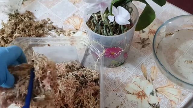 ПЕРЕСАДКА ОРХИДЕИ С ВОЗДУШНЫМИ КОРНЯМИ смотреть онлайн