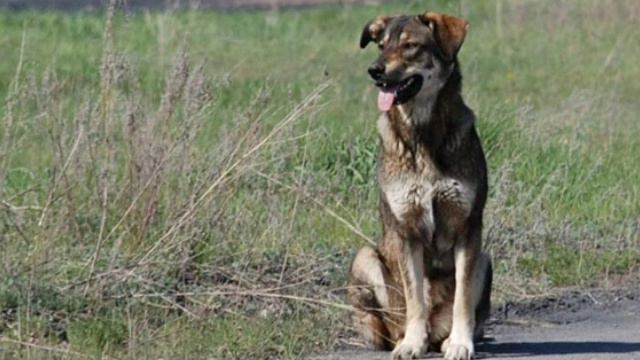 Лють оповідання українською