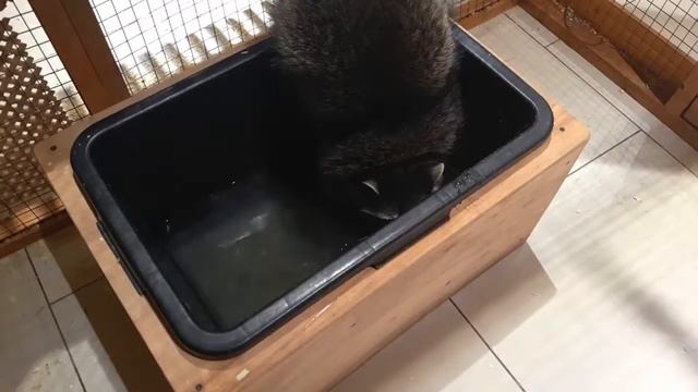 Милый енот. Cute raccoon. смотреть онлайн