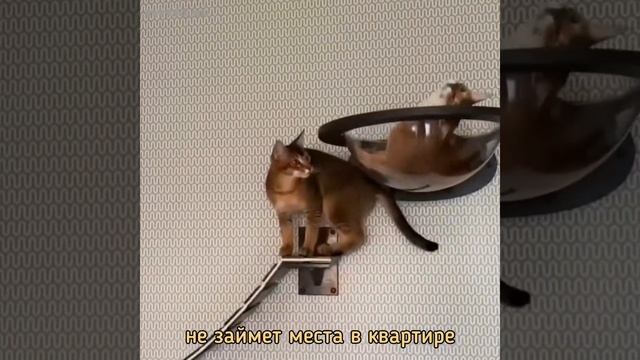 Уникальная мебель для кошек от ФитКота