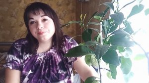 Грунт для цитрусовых и не только/ Цитрусовый Рай МариАны