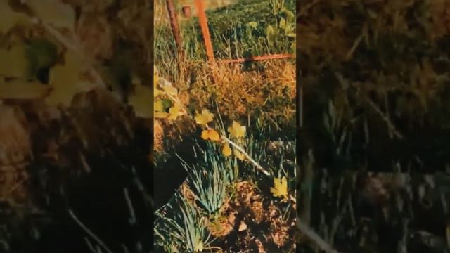 🔥Это работает!!! Дачные лайфхаки из интернета!!! 🔥 #дача#минск#семья смотреть онлайн