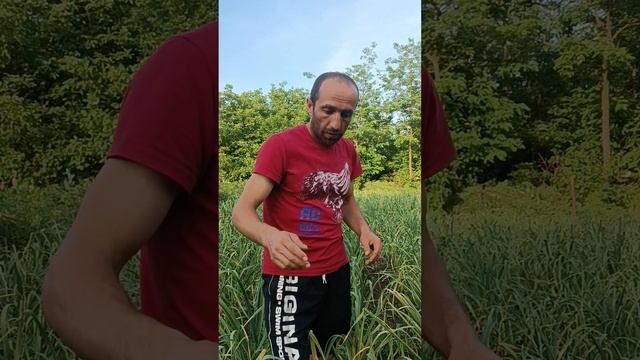 @Убираем стрелку чеснока@ смотреть онлайн