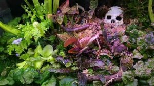 Как правильно создать флорариум? Секреты и советы.