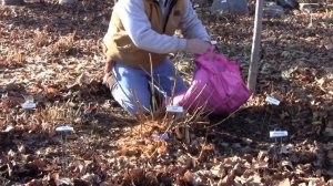 Hydrangea Twist n Shout