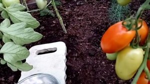 Гибрид томата ЭРКОЛЬ F1