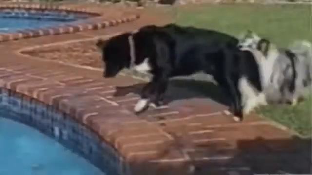 прико над животными