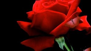 ФУТАЖИ --красивая подборка-- ДЛЯ ВИДЕОМОНТАЖА