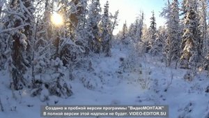 Охота на соболя. Начала сезона 2021-2022