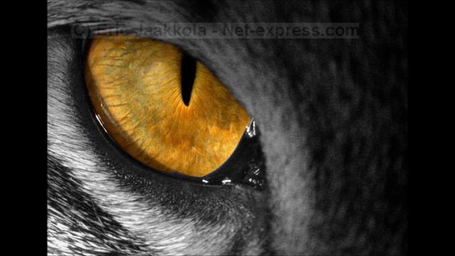 Survivor - Eye Of The Tiger [Best Quality]