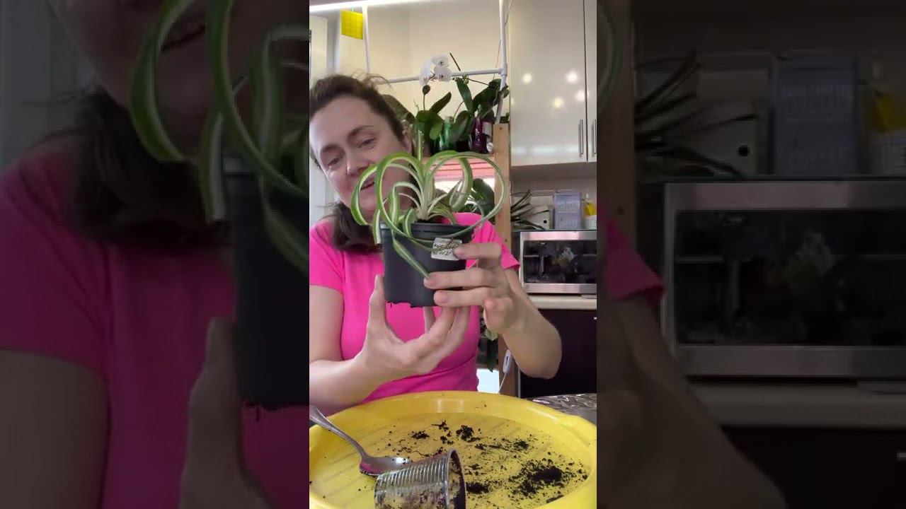 Хойя и хлорофитум
