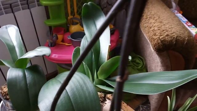 Мои орхидеи после полива фитоспорином. Новые цветоносы и корни. Малыши Ванды. смотреть онлайн