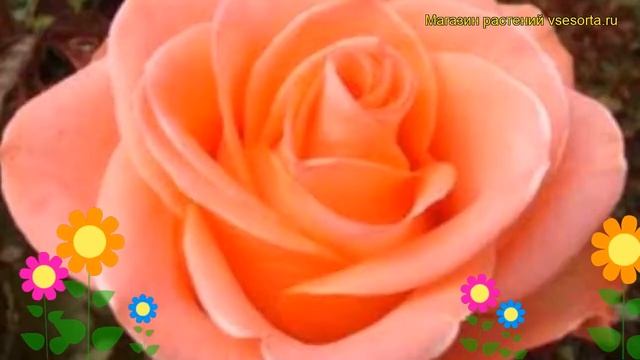 Роза чайно-гибридная Сандра. Краткий обзор, описание характеристик, где купить саженцы Sandra смотреть онлайн