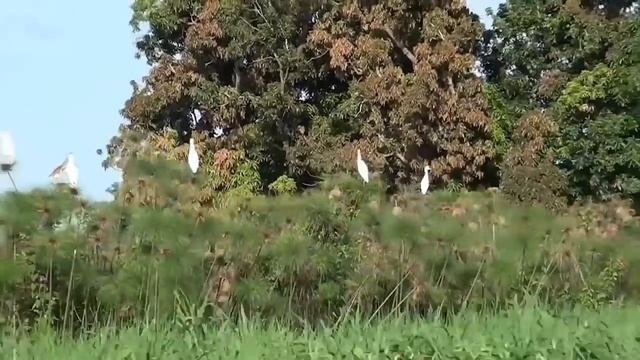 Они живут на самом большом болоте в мире