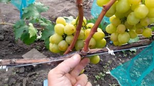 Индиана-ранний, богатый вкусом виноград