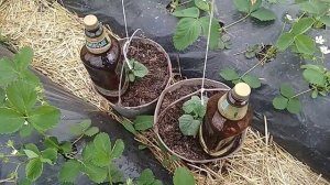 Огурцы в вёдрах, часть 2: особенности полива.